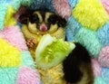 Sugar glider eating cucumber Royalty Free Stock Photo