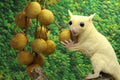 A sugar glider eating longan fruit. Royalty Free Stock Photo