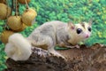 A sugar glider eating longan fruit. Royalty Free Stock Photo