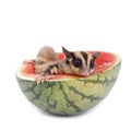 Sugar glider enjoy eating watermelon Royalty Free Stock Photo