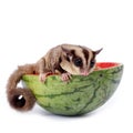 Sugar glider enjoy eating watermelon Royalty Free Stock Photo