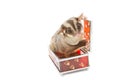 Sugar glider in glass box Royalty Free Stock Photo
