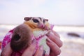 Sugar glider hand holding, Petaurus breviceps, suggie, cute pet animal