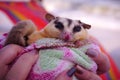 Sugar glider hand holding, Petaurus breviceps, suggie, cute pet animal