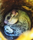 Sugar glider live inside a tree log Royalty Free Stock Photo