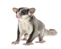 Sugar glider - Petaurus breviceps (3years old) Royalty Free Stock Photo