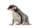 Sugar glider - Petaurus breviceps (3years old) Royalty Free Stock Photo