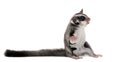 Sugar glider - Petaurus breviceps Royalty Free Stock Photo