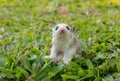 Sugar glider. Petaurus breviceps, on green grass Royalty Free Stock Photo