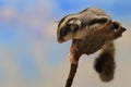 A sugar glider Petaurus breviceps is preparing to jump. Royalty Free Stock Photo