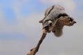 A sugar glider Petaurus breviceps is preparing to jump. Royalty Free Stock Photo