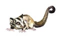 Sugar glider Petaurus breviceps side view, hand painted watercolor