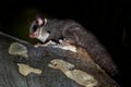 Sugar Glider - Petaurus breviceps small, omnivorous, arboreal, and nocturnal gliding possum belonging to the marsupial infraclass