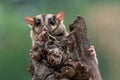 Sugar glider  Petaurus breviceps  on tree branch Royalty Free Stock Photo