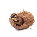 Sugar glider - Petaurus breviceps in wooden basket Royalty Free Stock Photo