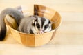 Sugar glider popular in wood bowl.