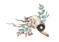 Sugar glider possum on eucalyptus branch. Watercolor illustration. Sugar glider on the branch. Cute small exotic