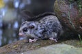 A sugar glider prepares to jump from a rock. Royalty Free Stock Photo