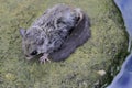 A sugar glider prepares to jump from a rock. Royalty Free Stock Photo