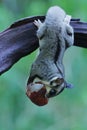 A sugar glider is preparing to jump. Royalty Free Stock Photo