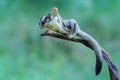 A sugar glider is preparing to jump. Royalty Free Stock Photo