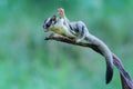 A sugar glider is preparing to jump.