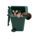 Sugar glider in small garbage bin. Royalty Free Stock Photo