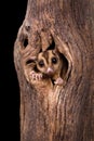 Sugar Glider squirrel