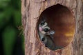 Sugar glider and the tree hole Royalty Free Stock Photo