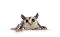 Sugar Glider on white background