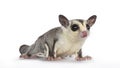 Sugar Glider on white background