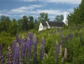 Sugar Hill New Hampshire Church And Lupine Blooms