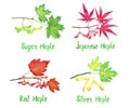 Sugar, Japanese, red and silver maple branch with leaves and seeds, maples variety collection, hand painted watercolor