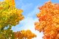 Sugar Maple (Acer Saccharum). Royalty Free Stock Photo