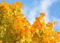 Sugar Maple (Acer Saccharum). Royalty Free Stock Photo