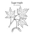 Sugar maple acer saccharum , state tree of New York, Vermont, West Virginia, Wisconsin Royalty Free Stock Photo