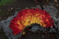 Sugar maple decoration in the fall Royalty Free Stock Photo