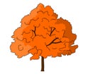 Sugar Maple illustration vector.Maple tree vector