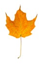 Sugar Maple Leaf Royalty Free Stock Photo