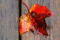 Sugar Maple Leaf on Wood Deck Royalty Free Stock Photo