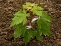 Sugar maple sapling