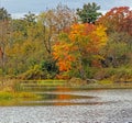 sugar maple tree in Fall color at pond edge