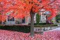 Sugar maple tree in brilliant shades of red Royalty Free Stock Photo
