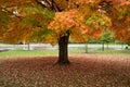 Sugar Maple Tree with Colorful Leaves in the Autumn