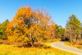 Sugar maple tree and curved rural road Royalty Free Stock Photo