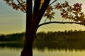 Sugar Maple Tree in Early Spring by Lake