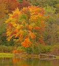 sugar maple tree in Fall color at pond edge