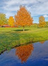 sugar maple tree in Fall color with reflection in pond of blue water and slight ripples