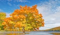 Sugar maple tree Lake Taghkanic State Park in Fall Royalty Free Stock Photo