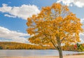 sugar maple tree Lake Taghkanic State Park in Fall